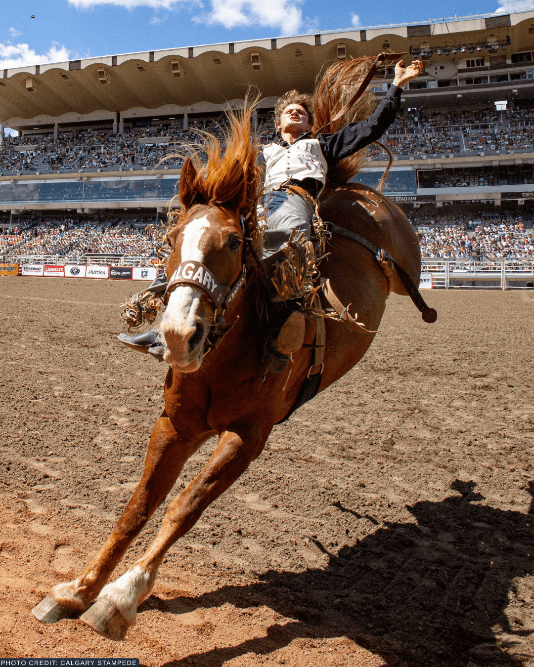 Stampeder
